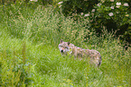 eurasian greywolf