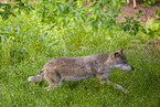 eurasian greywolf