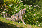 eurasian greywolf