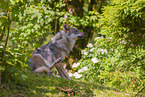 eurasian greywolf