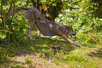 eurasian greywolf