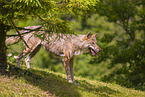 eurasian greywolf