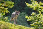 eurasian greywolf