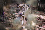 eurasian greywolf