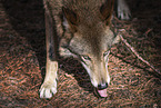 eurasian greywolf