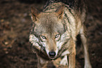 eurasian greywolf