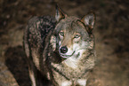 eurasian greywolf