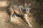 eurasian greywolf