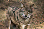 eurasian greywolf