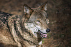 eurasian greywolf