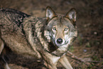 eurasian greywolf