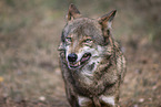 eurasian greywolf