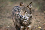 eurasian greywolf