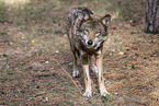 eurasian greywolf