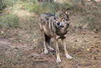 eurasian greywolf