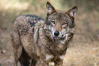 eurasian greywolf