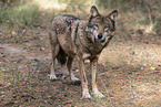 eurasian greywolf
