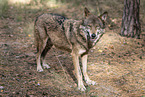 eurasian greywolf