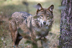 eurasian greywolf