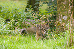 eurasian greywolf