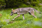 eurasian greywolf