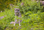 eurasian greywolf