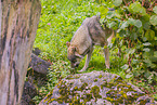 eurasian greywolf