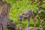 eurasian greywolf