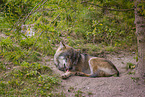eurasian greywolf