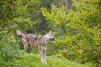 eurasian greywolf