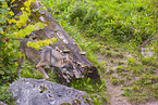 eurasian greywolf
