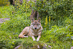eurasian greywolf