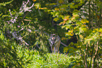 eurasian greywolf