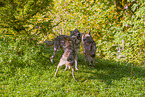 eurasian greywolves