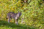eurasian greywolf