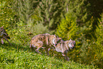eurasian greywolves