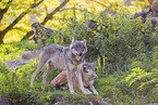eurasian greywolves