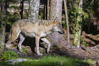 eurasian greywolf