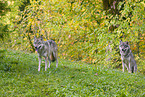 eurasian greywolves