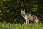eurasian greywolf