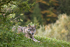 eurasian greywolf
