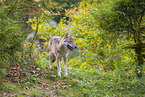 eurasian greywolf