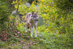eurasian greywolf