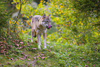 eurasian greywolf