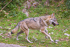 eurasian greywolf