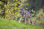 eurasian greywolf