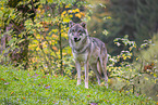 eurasian greywolf