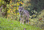 eurasian greywolf