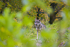 eurasian greywolf