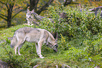 eurasian greywolf